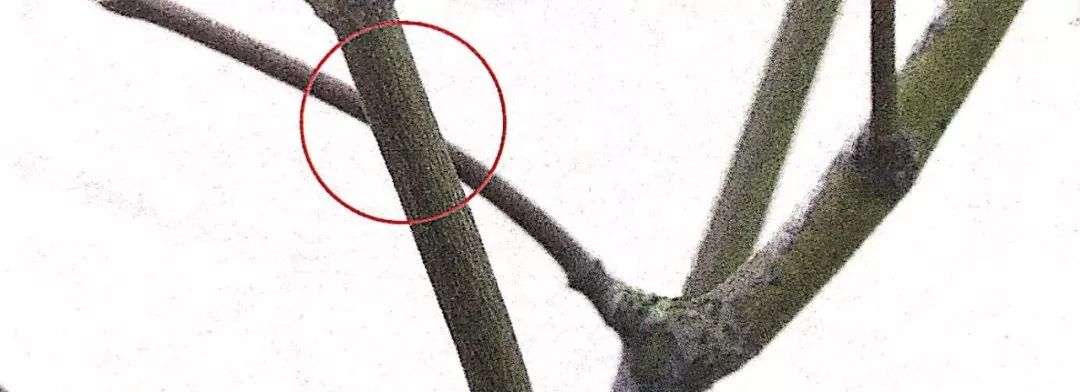 盆景修剪入门视频教程,盆景一级枝修剪方法技巧