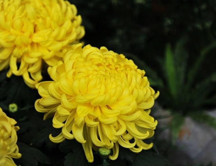 看过才明白为什么牡丹是国花,为什么有人说中国国花是牡丹