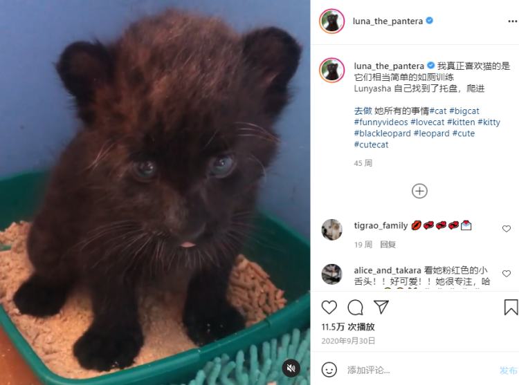 我的萌宠鸟类,我的萌宠是只牛原版