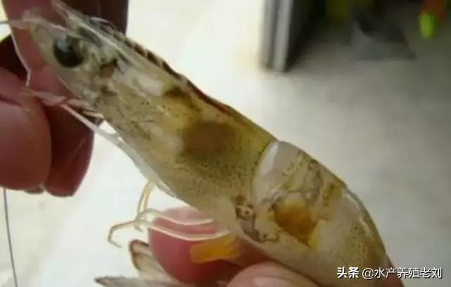 干货,还在花钱学习白对虾养殖方法么?你要的课程这里都有