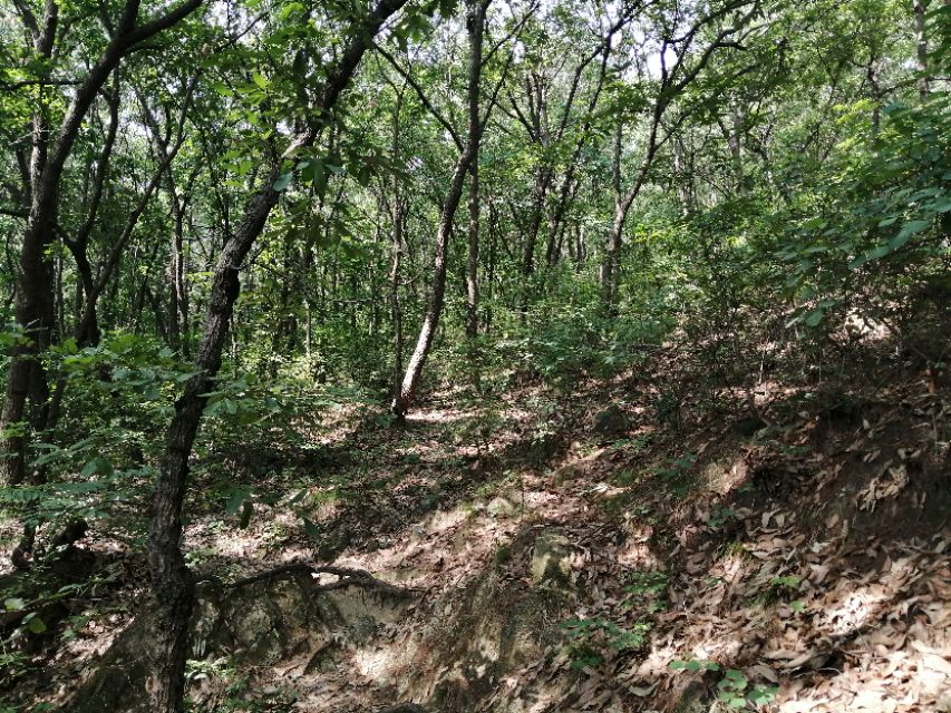 镇平菩提寺文物,镇平菩提寺是八大名寺吗