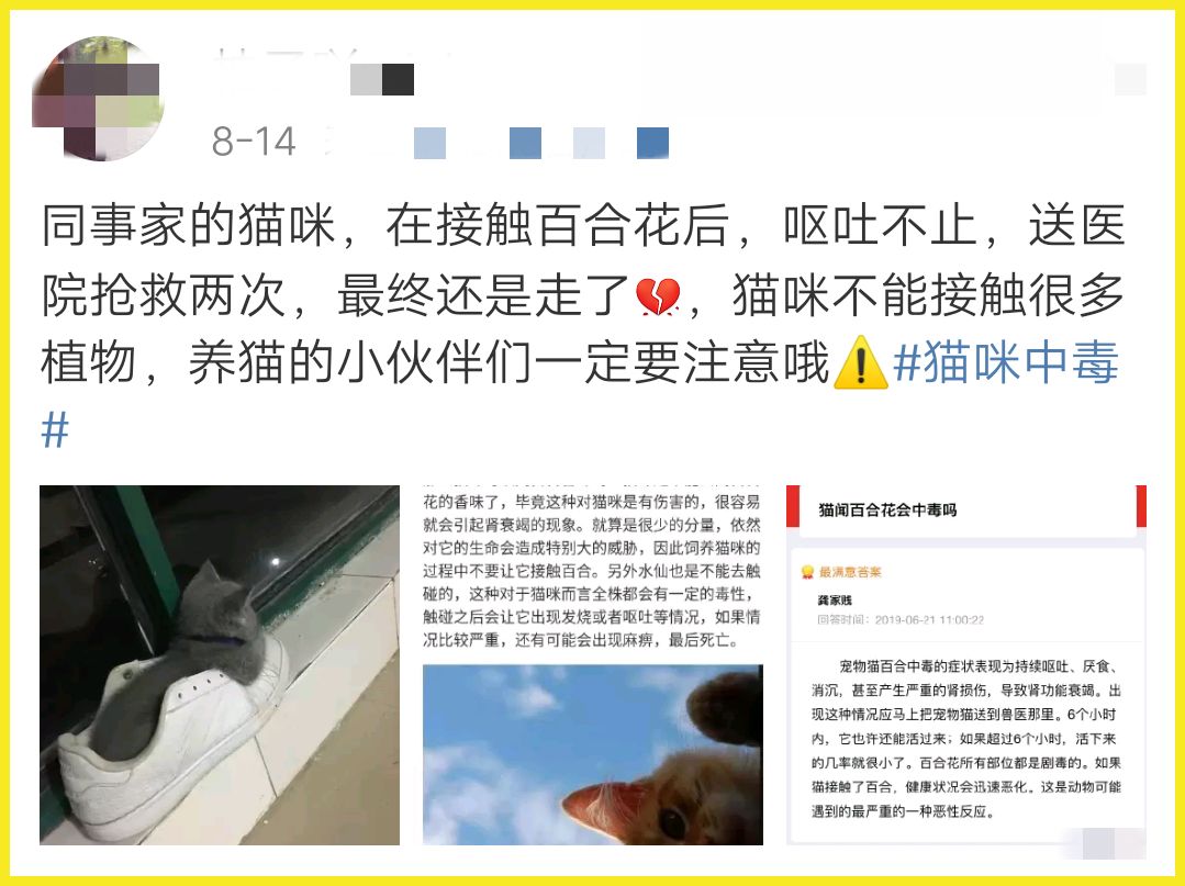 我家猫吞了根针险些丧命，这些东西千万别让猫碰