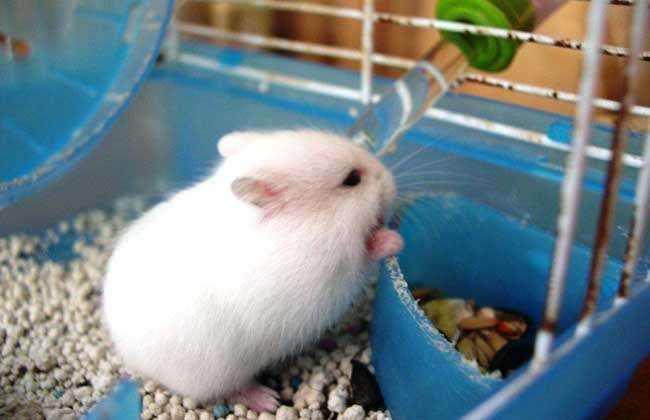 怎样的仓鼠好养又温顺可爱,什么仓鼠最温顺又可爱又好养