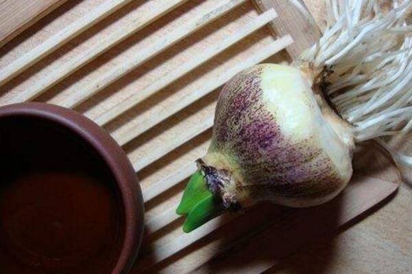 风信子烂根秘诀,风信子烂根后放回营养土要浇水吗