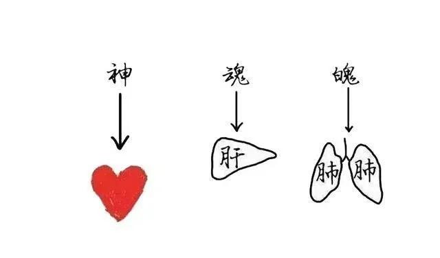 中医讲的魂,中医魂是什么意思