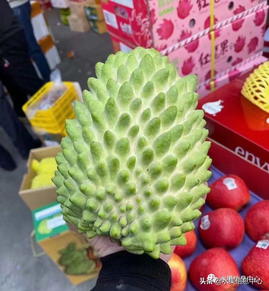 目前释迦最好的品种,粉色释迦