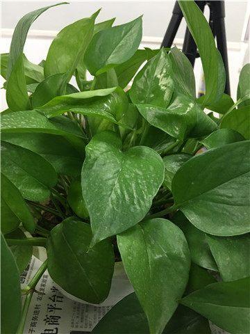 绿萝的叶子不是很绿是什么原因,绿萝的叶子喷什么让它更绿更亮