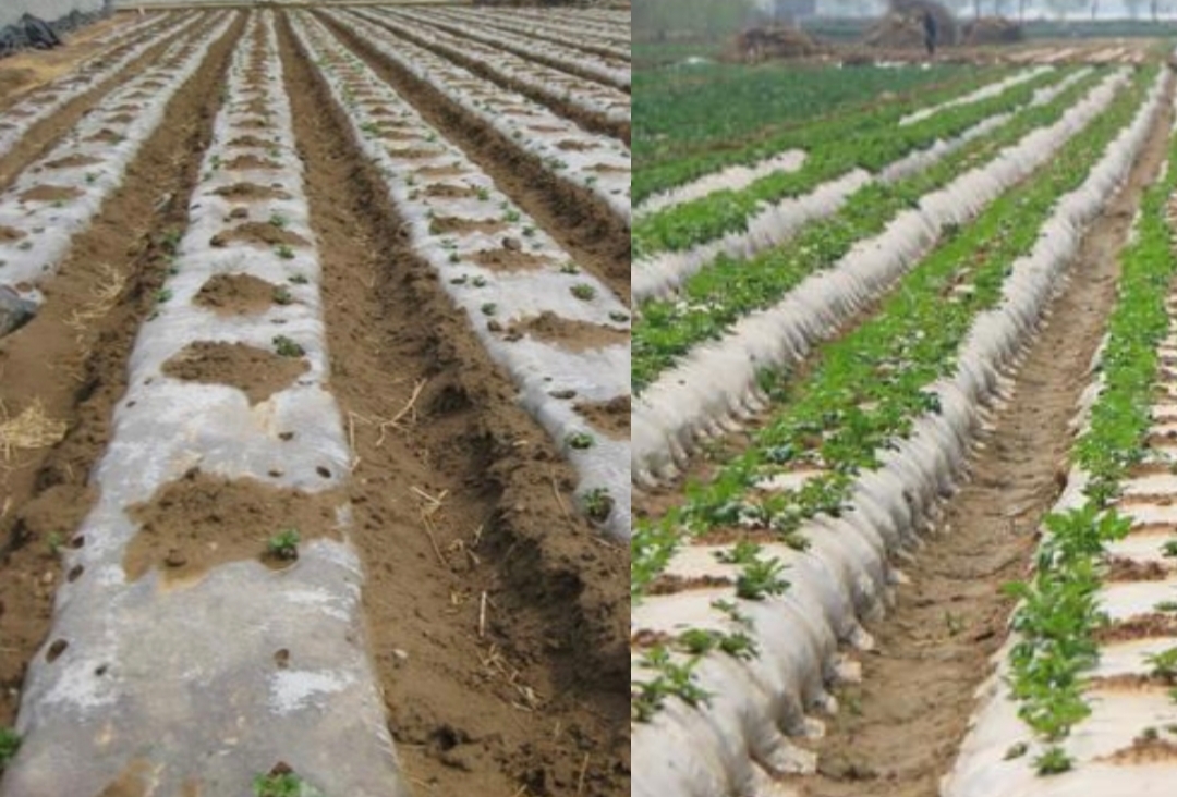 种植马铃薯教程全过程视频,请教你种植土豆的方法