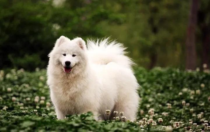 狗狗界最受欢迎的狗狗品种,最受欢迎的小型狗狗品种推荐