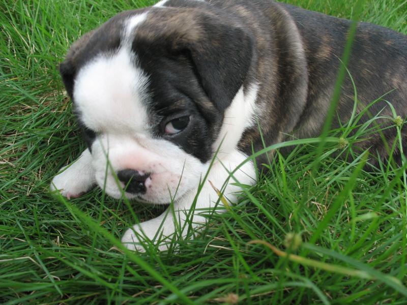 法国斗牛犬品相排名,法国斗牛犬的标准体型是什么