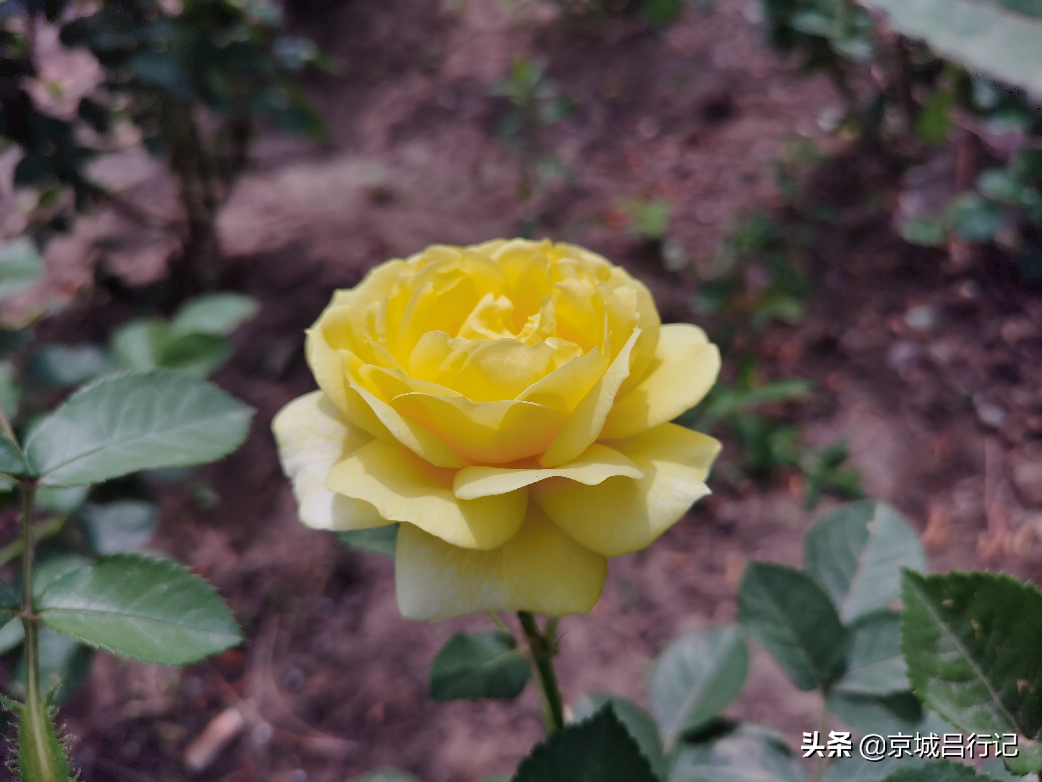 公园拍摄的月季花图片,在公园拍的牡丹花