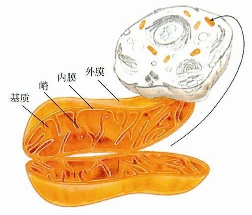 精子为什么一定要凝固,精子为什么会有活力
