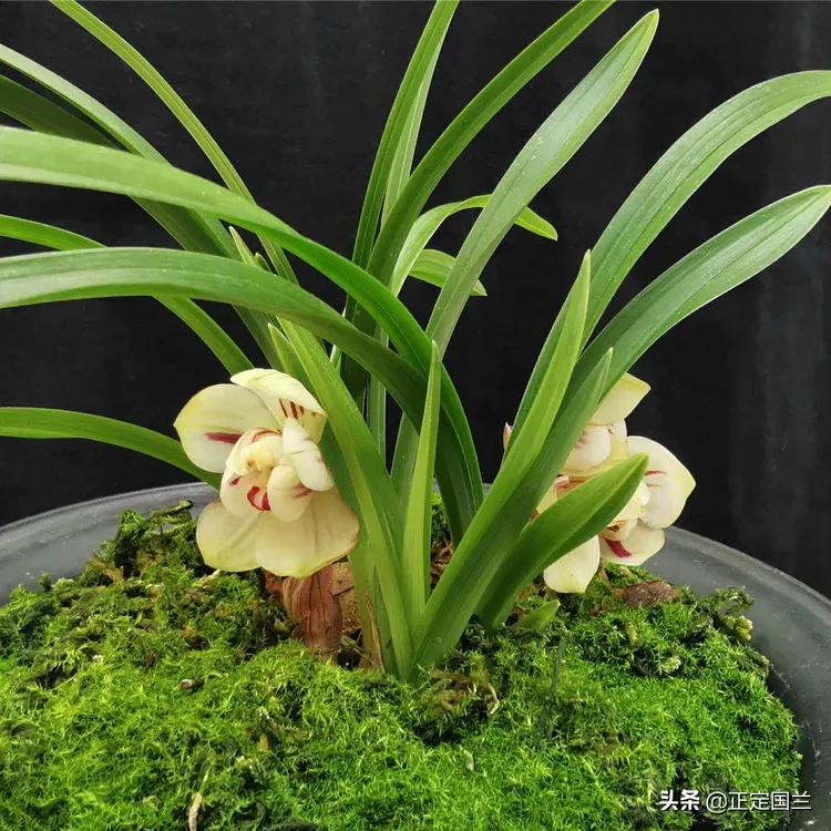 为什么兰花被称为国兰,为什么兰花又叫国兰