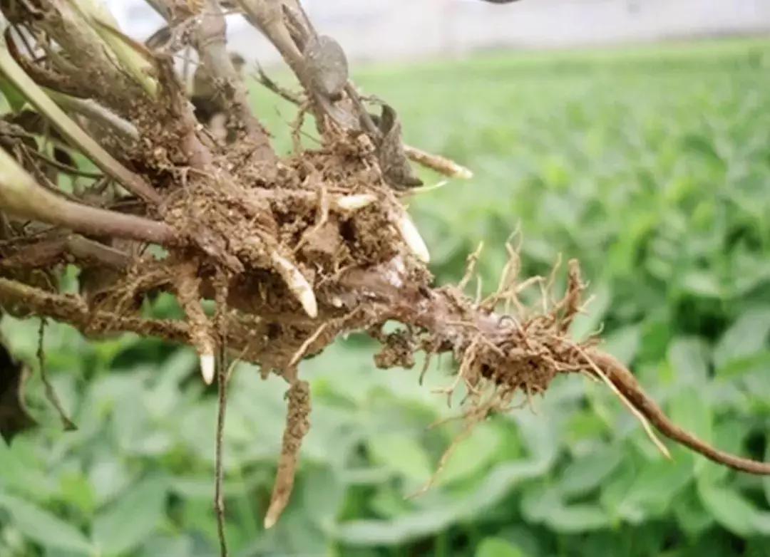 花生病害图谱及防治方法,花生幼苗期各种病害大全大图