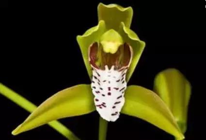 史上最全的兰花鉴赏,兰花品种之精品欣赏