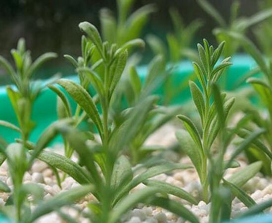 薰衣草扦插繁殖方法和时间,正确的薰衣草的扦插方法是什么