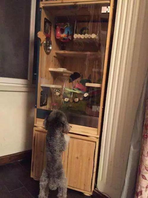 为它心甘情愿花掉一半工资！你们“铲”起千亿市场...