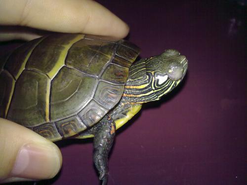 乌龟白眼病红霉素软膏,乌龟眼角长了小白肉粒