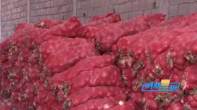 今日全国洋葱最新价格行情新闻,进口洋葱价格表