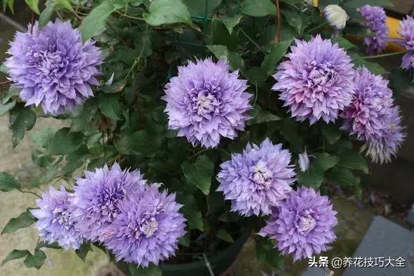 这十种爬藤花一开就是三年,3种极品爬藤花30天爬满庭院农村