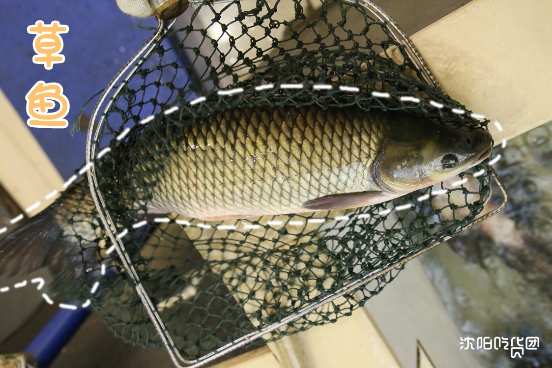 咱东北的骄傲，仅凭炖鱼在全国开了300家!