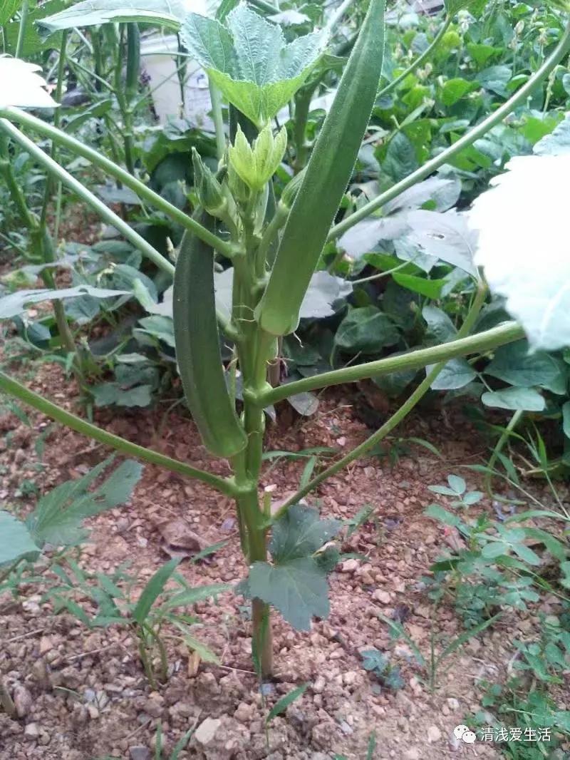 秋葵的种植技巧,水果秋葵的种植