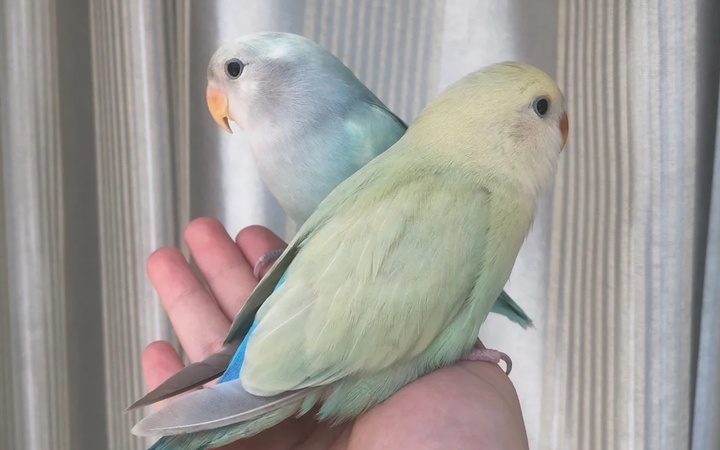 鹦鹉不听话怎么办,鹦鹉不听话的危害