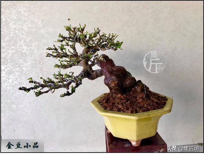 大树型金豆盆景怎么造型,金豆无根老桩栽培技巧