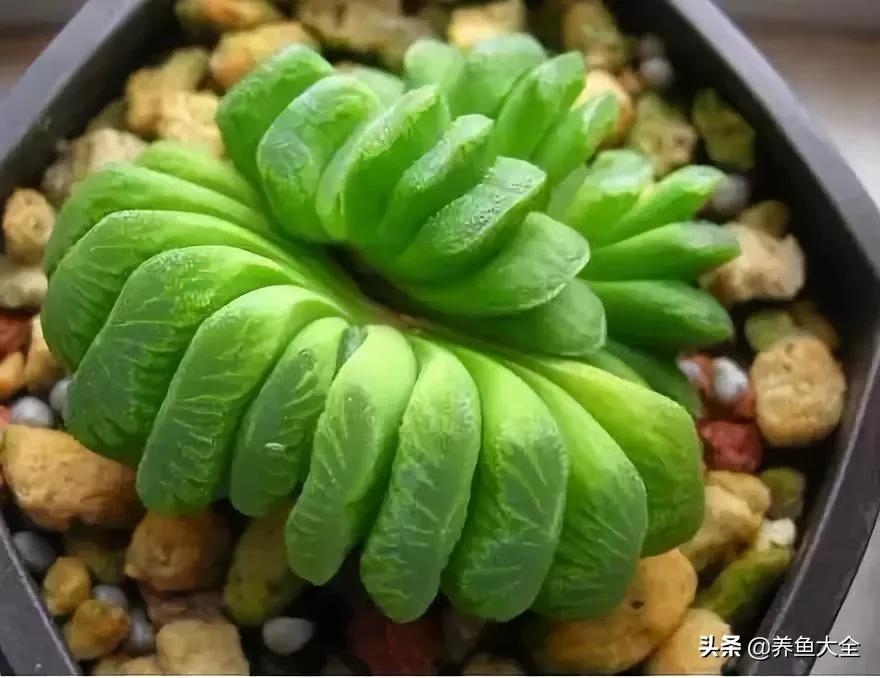 世界名贵花图片大全集,世界上最漂亮名贵的花卉