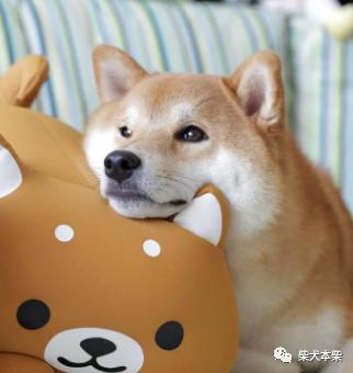 柴犬买贵的,柴犬价格为什么差别很大