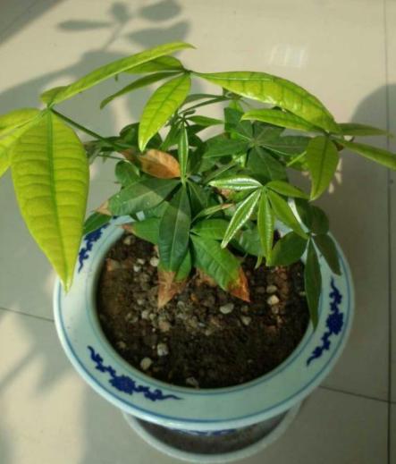 发财树什么样的情况下还能救活,发财树很细怎么办