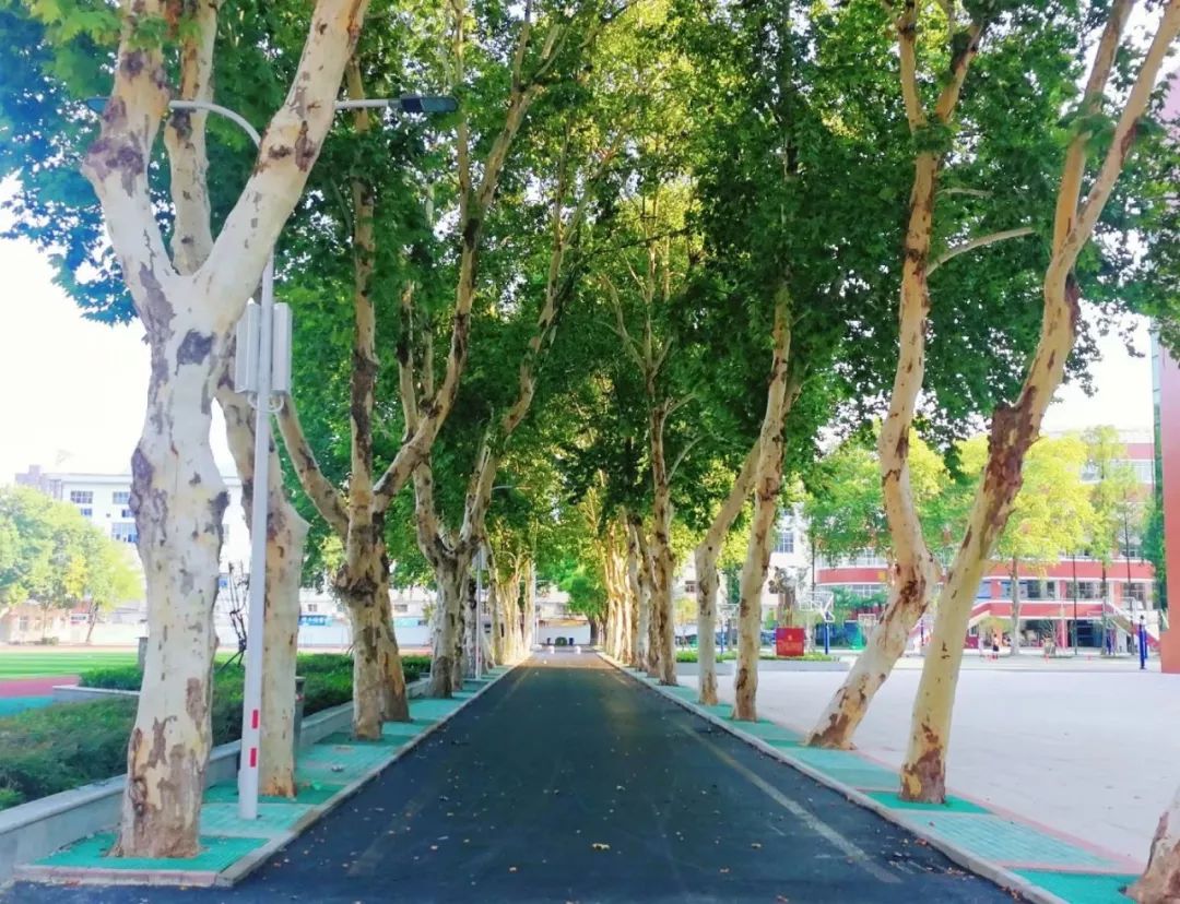 武汉32所重点小学大pk,武汉市十大美丽中学