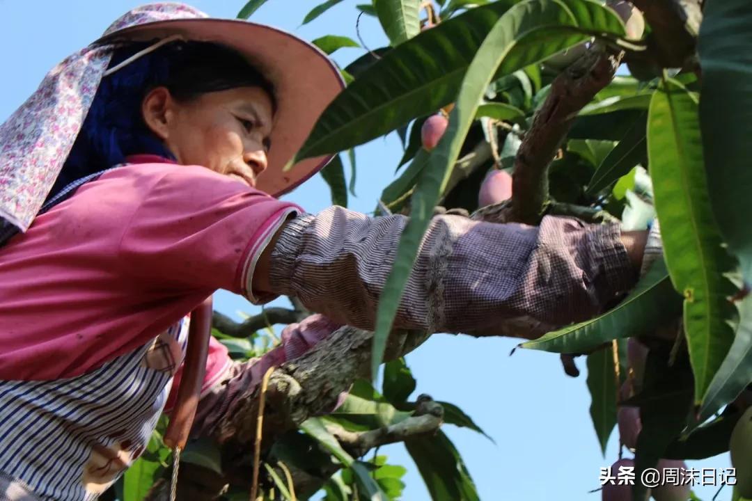 爆甜贵妃芒海南三亚,少吃点饭给榴莲留点空间