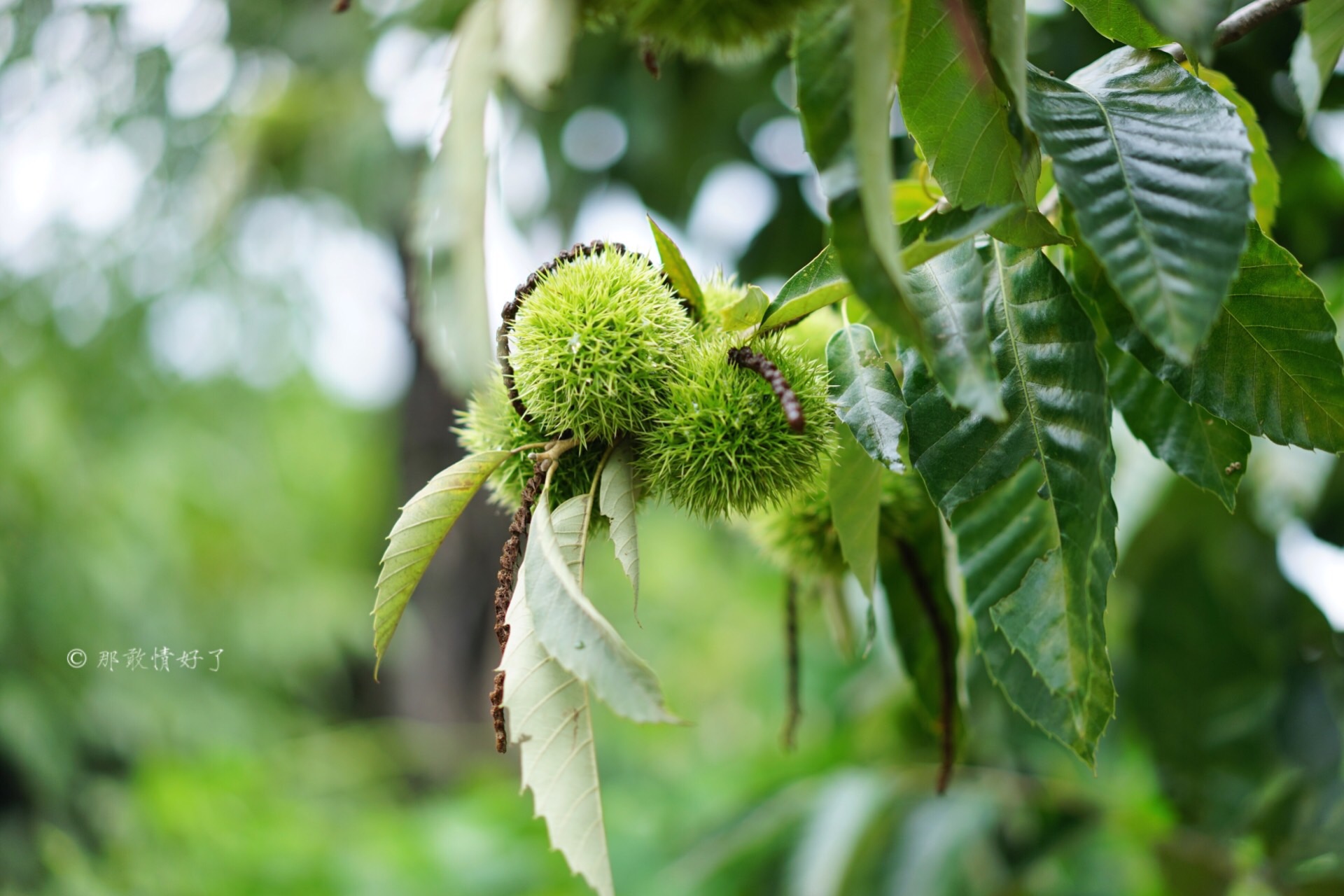北京昌平带私人烧烤的民宿,昌平京郊民宿