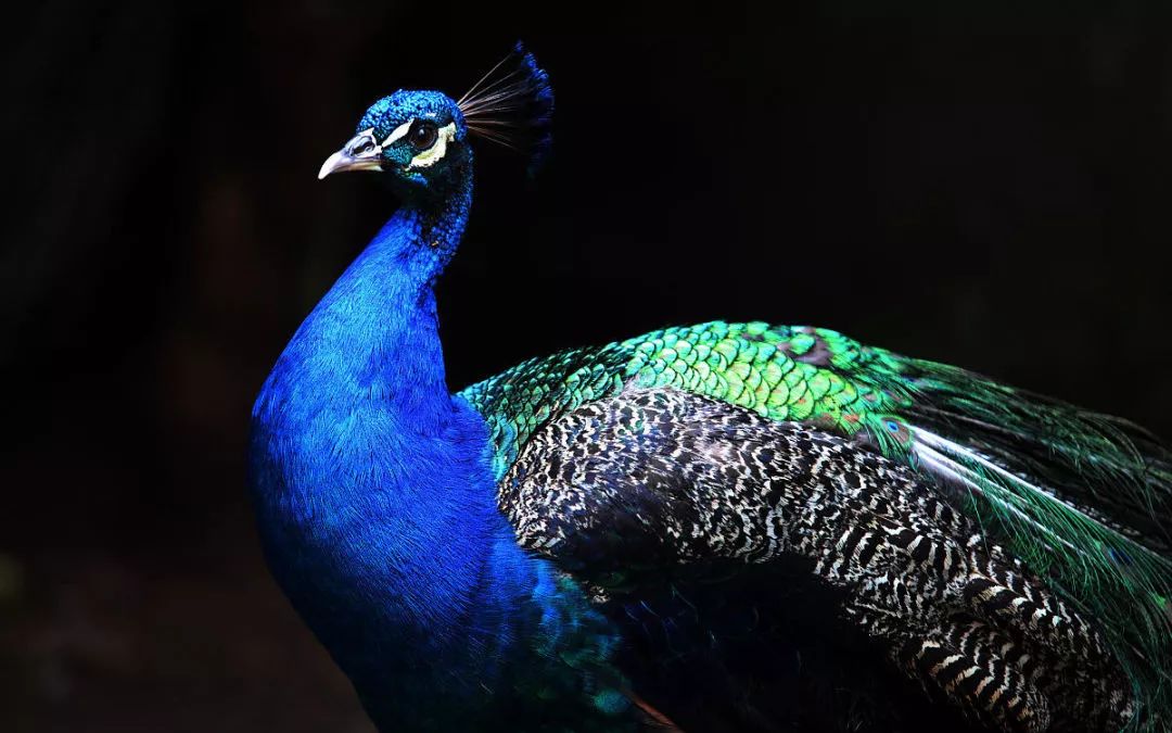 disc职业性格测试40题在线测试,disc性格测试一共多少题