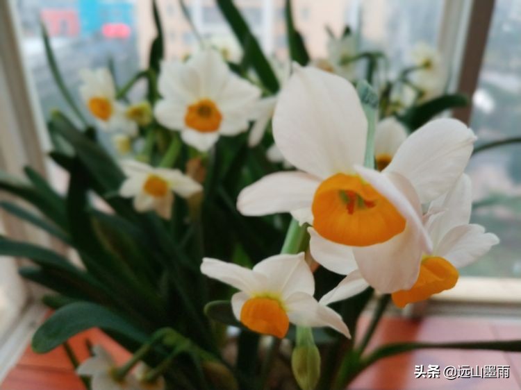 2020新年到、昆明暖冬迎春来,又是一年水仙花开、淡香飘逸的季节