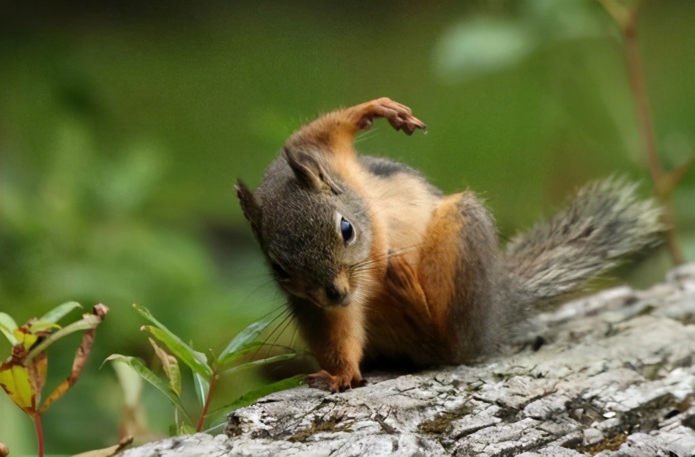 膝盖粉碎性骨折能过弯吗,膝盖粉碎性骨折能干重活吗