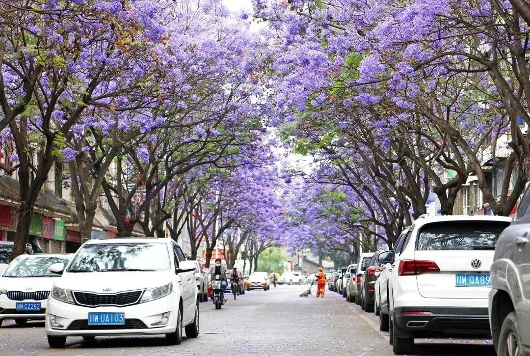 蓝花楹西昌航天北路公交车,蓝花楹卫星宾馆