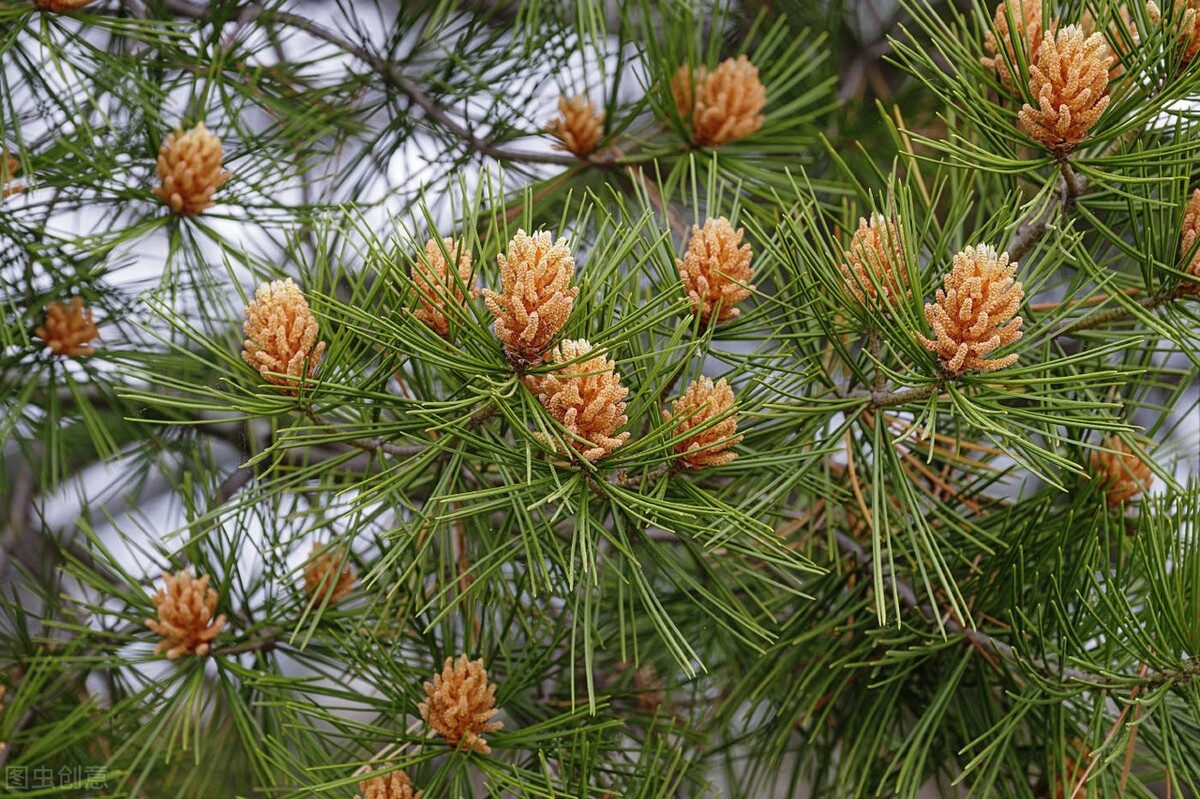 正宗的松花粉有什么特征,松花粉有很多神奇之处