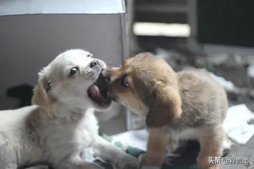 领养代替购买真的好吗？