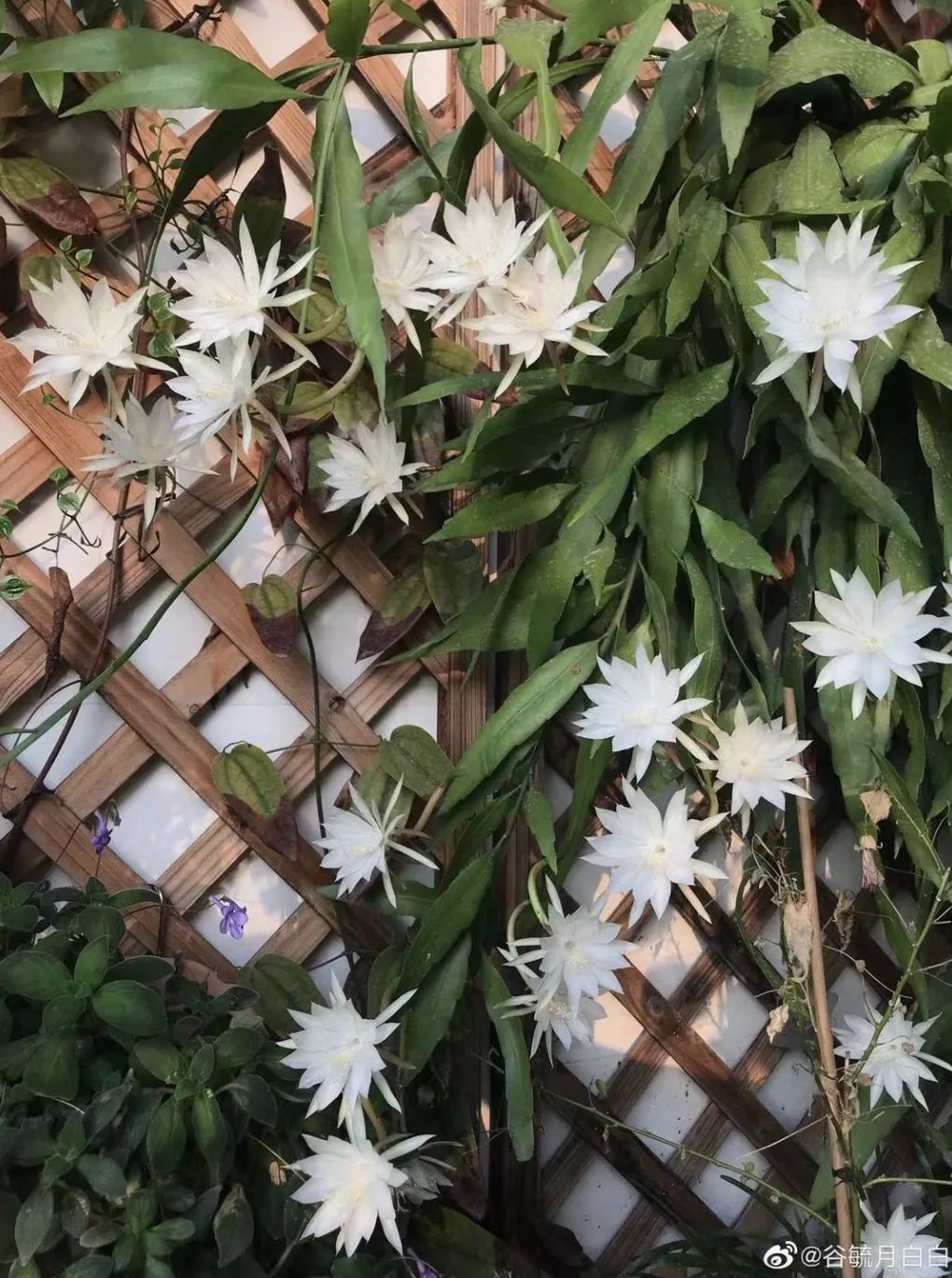 按头安利！5块钱淘宝好物，解决最难搞的收纳问题