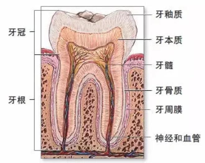 孩子换牙掉的牙怎么处理,孩子换牙掉了怎么处理最好