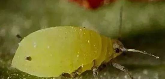 虫害快速灭除,如何无公害消灭地下害虫