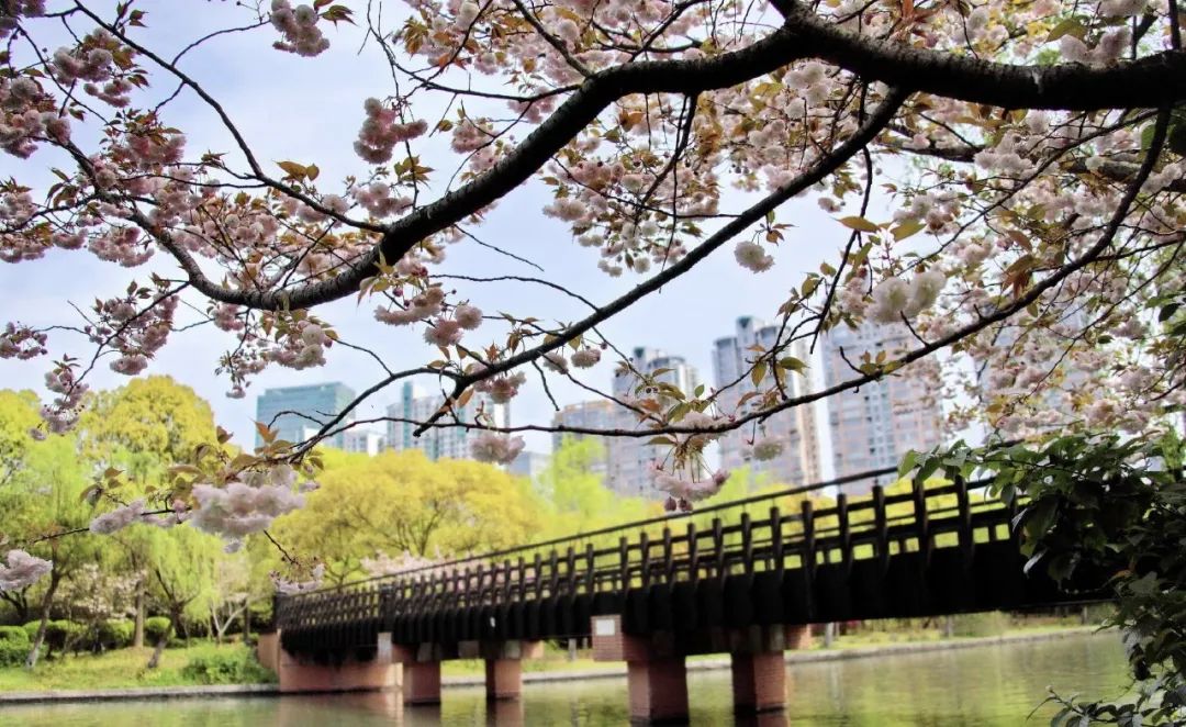 小众赏樱胜地,魔都赏樱旅游攻略