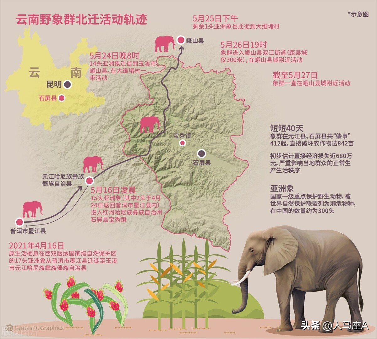 云南野象为什么只有15只野象迁徙,云南15头野象一路向北迁徙的原因