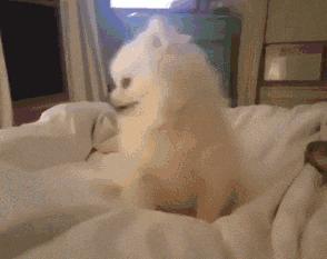 用喷嚏来投票?不可思议的方式,让非洲野狗团队更民主更团结