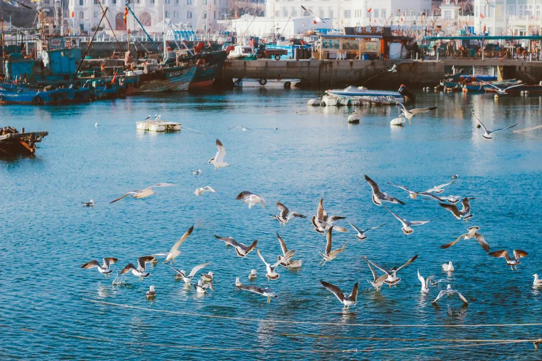 美过三亚!比厦门浪漫!大连这座海滨老城,去一次相当于环游世界