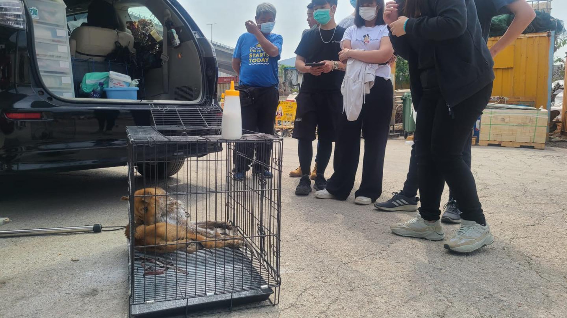 牵引带成了夺命符，狗狗被从小带到大的牵引带*绑捆**致死