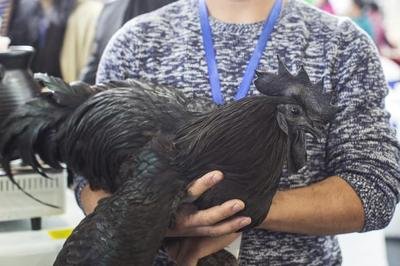 乌鸡应该怎么养，看看这里或许就知道了，和普通养鸡差别不大