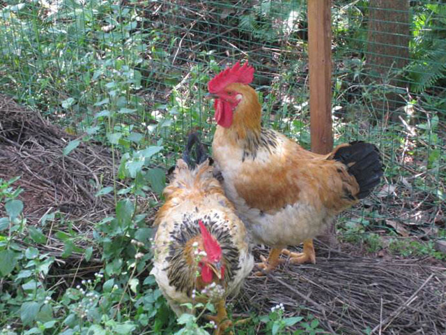 鸡有绿脓杆菌病怎么办？掌握以下4点，养殖户轻松防范！